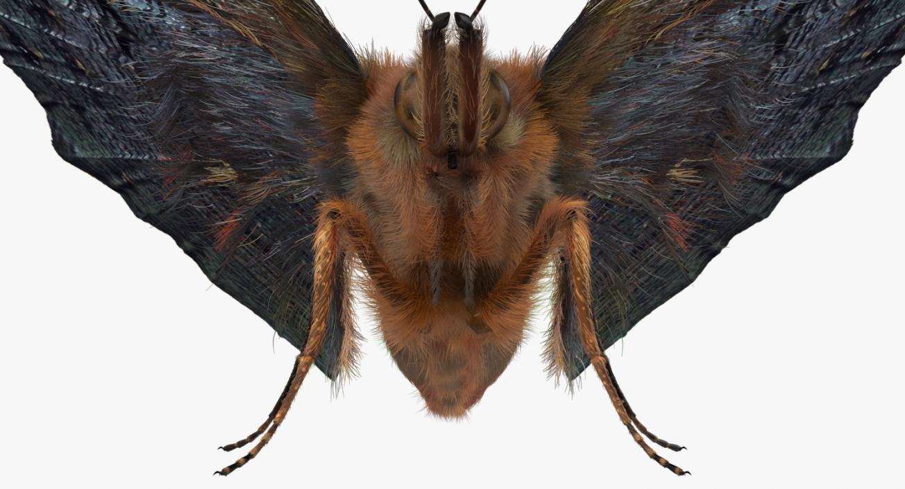 Peacock Butterfly or Aglais io with Fur 3D model