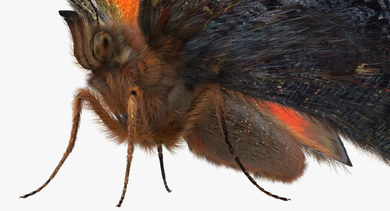 Peacock Butterfly or Aglais io with Fur 3D model