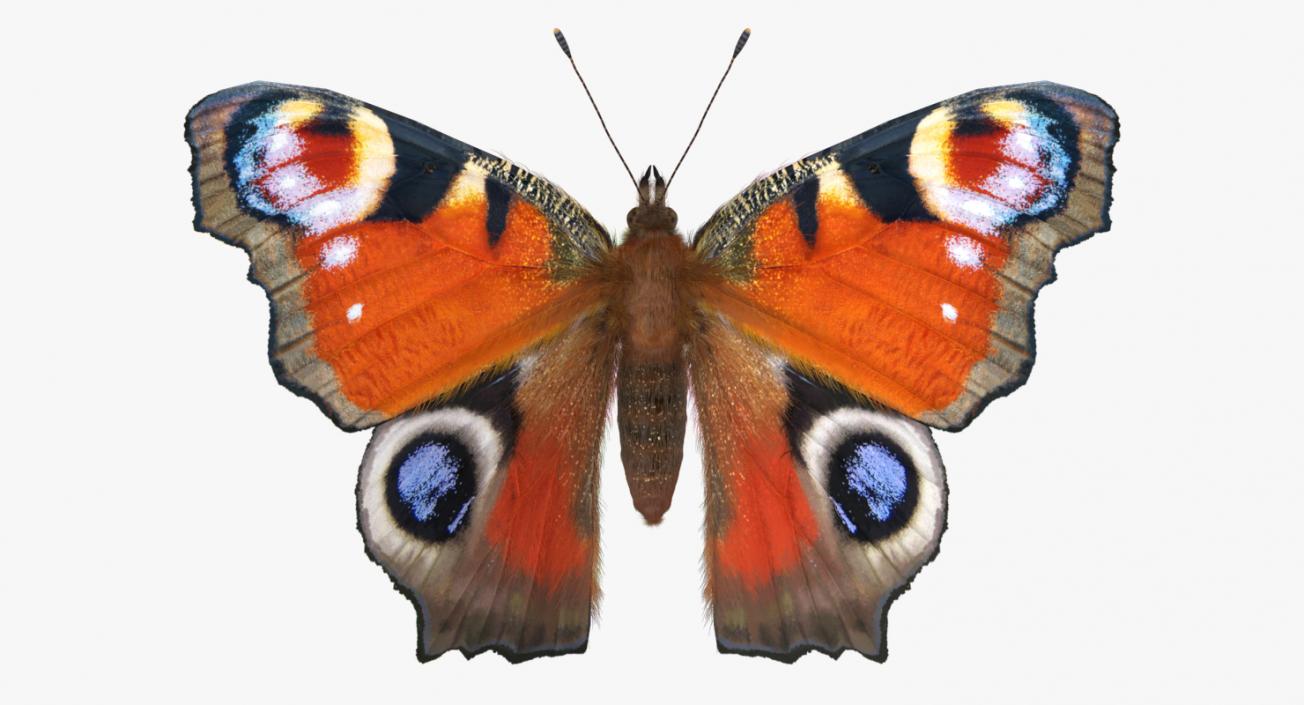 Peacock Butterfly or Aglais io with Fur 3D model