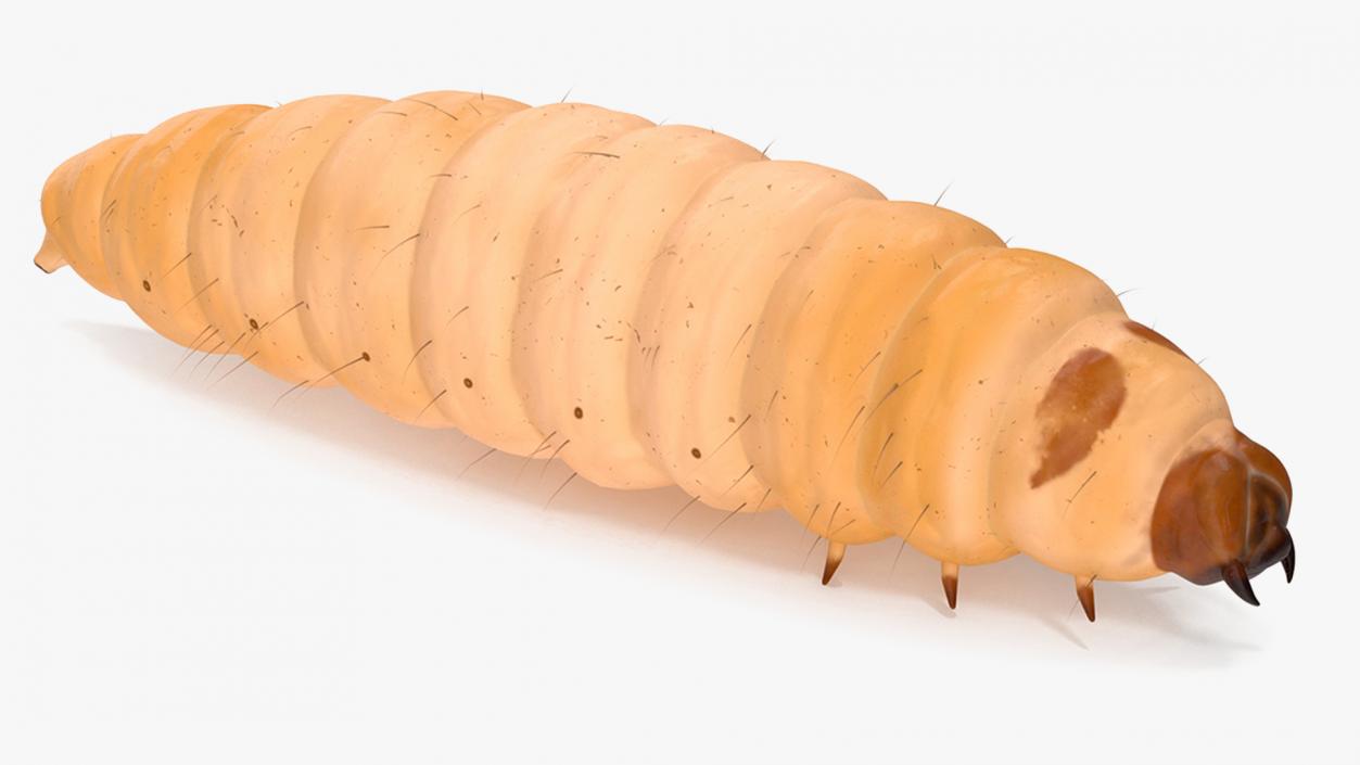 Maggot Fly Fur 3D model