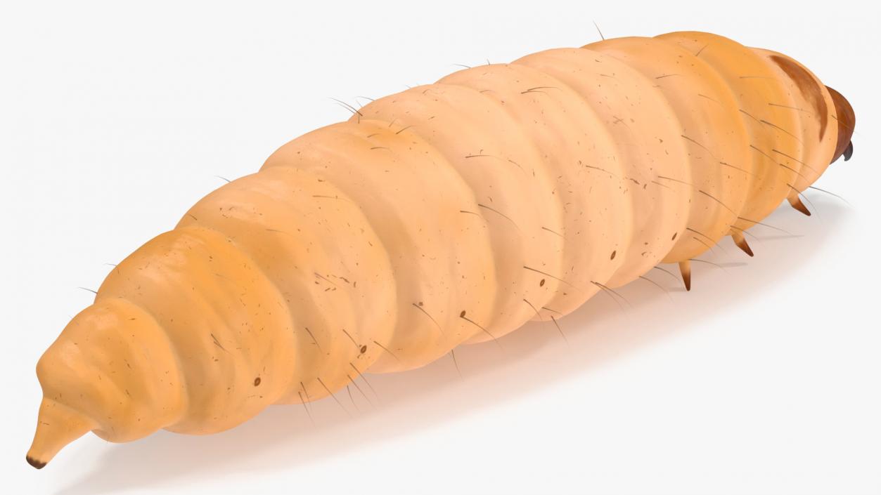 Maggot Fly Fur 3D model