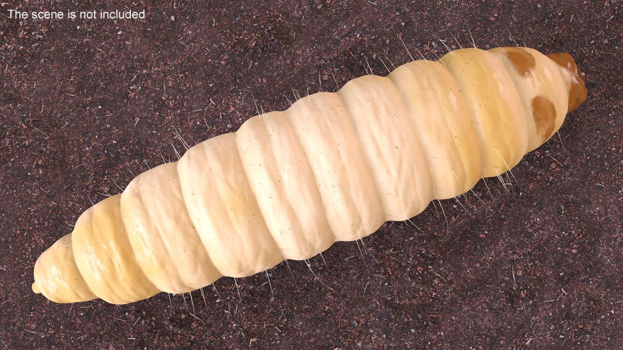 Maggot Fly Fur 3D model