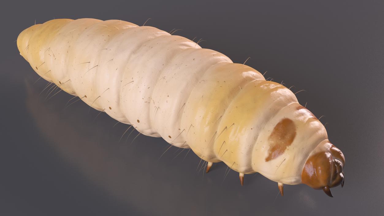 Maggot Fly Fur 3D model