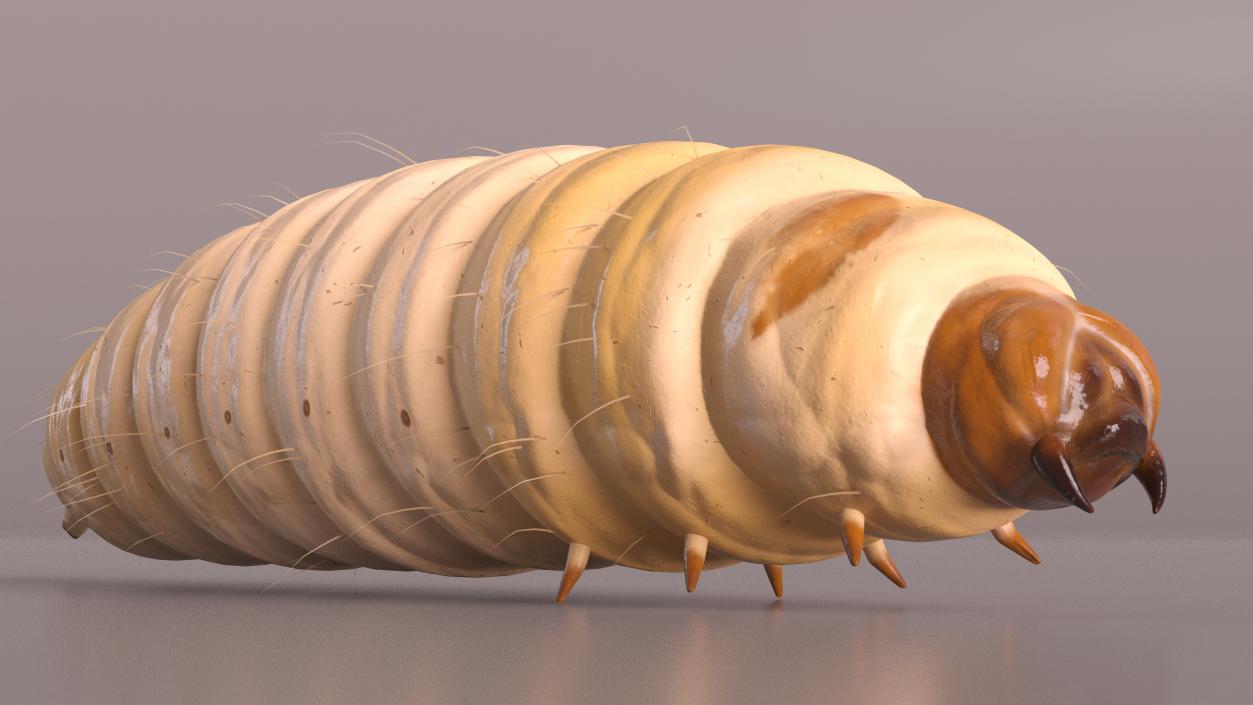 Maggot Fly Fur 3D model