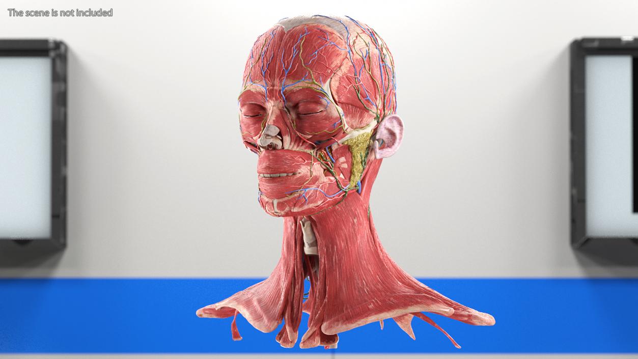 Female Anatomy Head 3D model