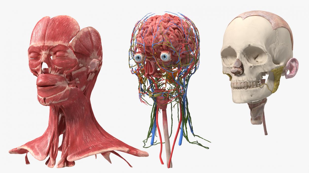 Female Anatomy Head 3D model