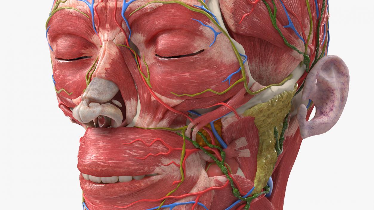 Female Anatomy Head 3D model