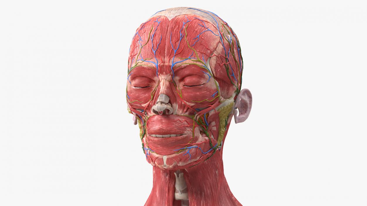 Female Anatomy Head 3D model