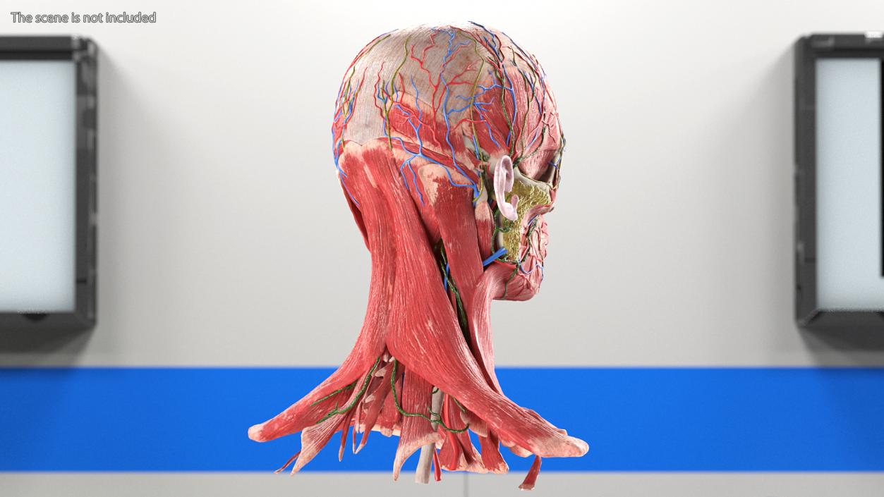 Female Anatomy Head 3D model