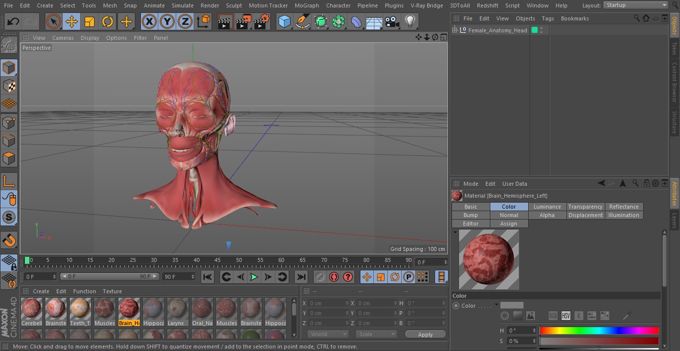 Female Anatomy Head 3D model