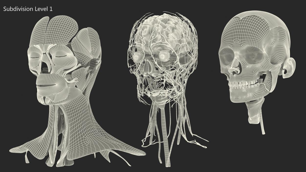 Female Anatomy Head 3D model