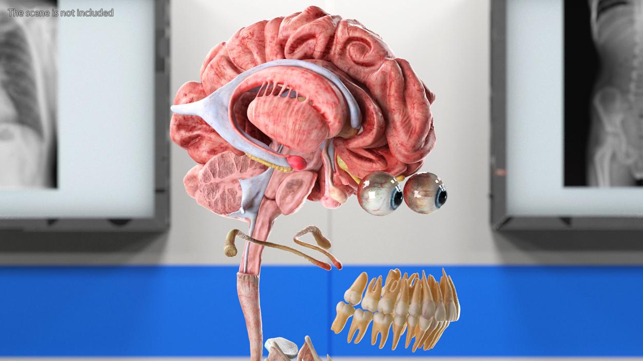 Female Anatomy Head 3D model