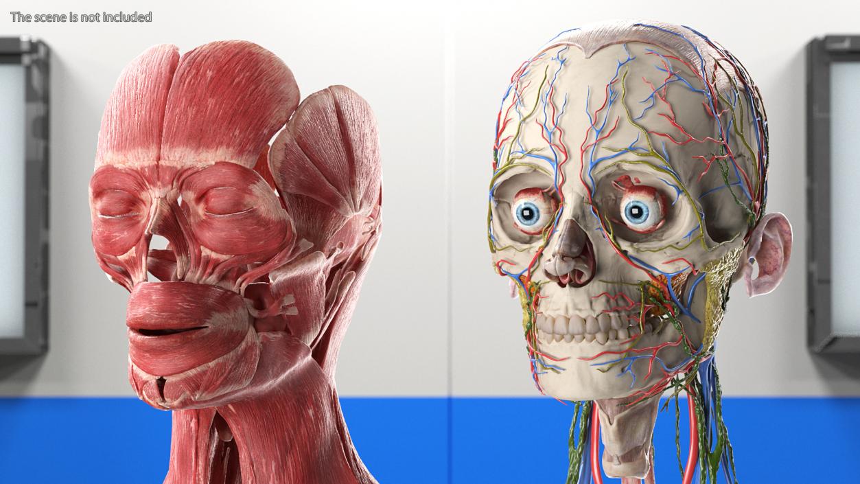 Female Anatomy Head 3D model