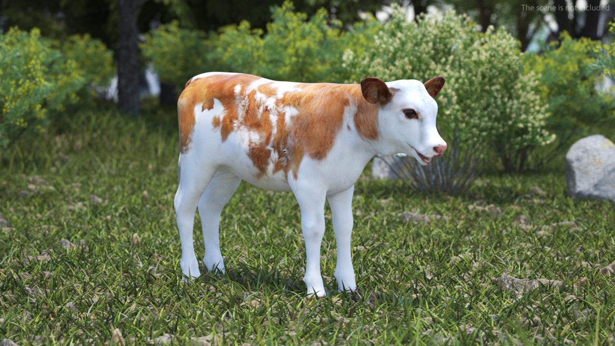 3D model Cow Calf