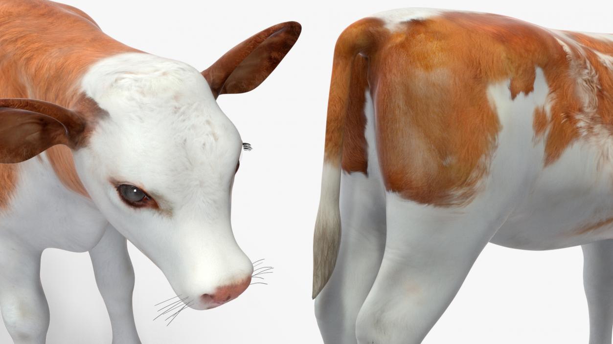 3D model Cow Calf