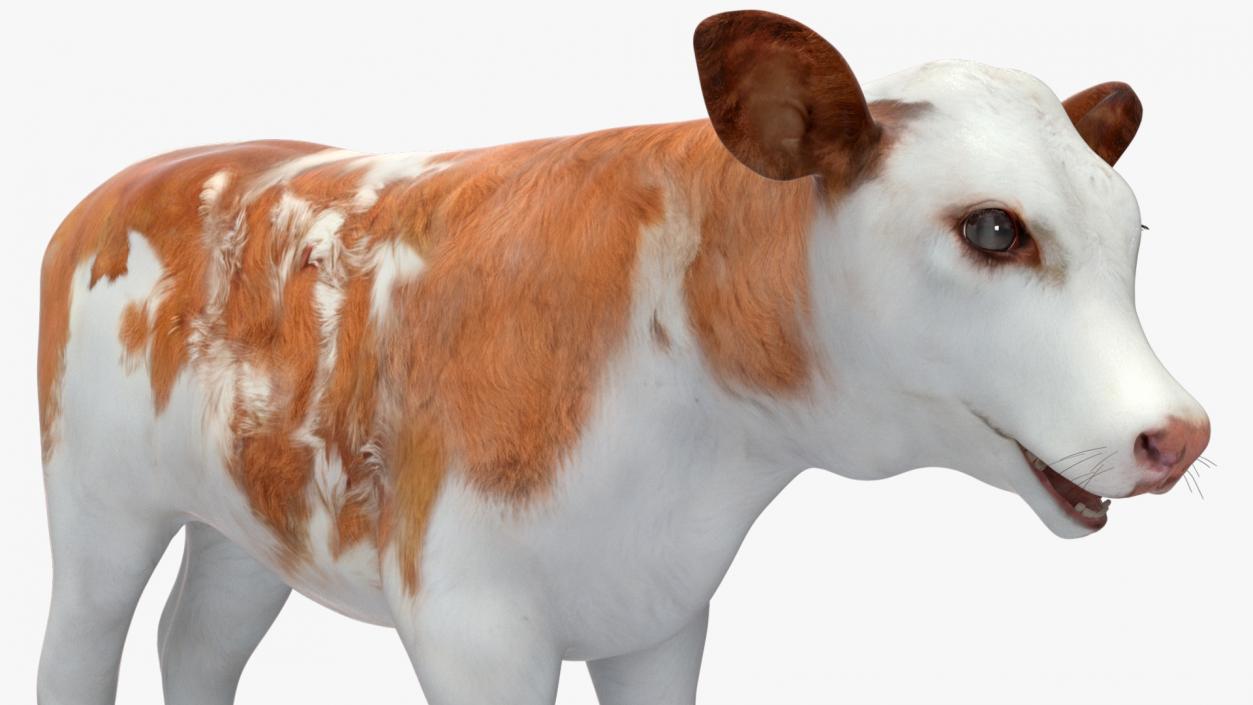 3D model Cow Calf