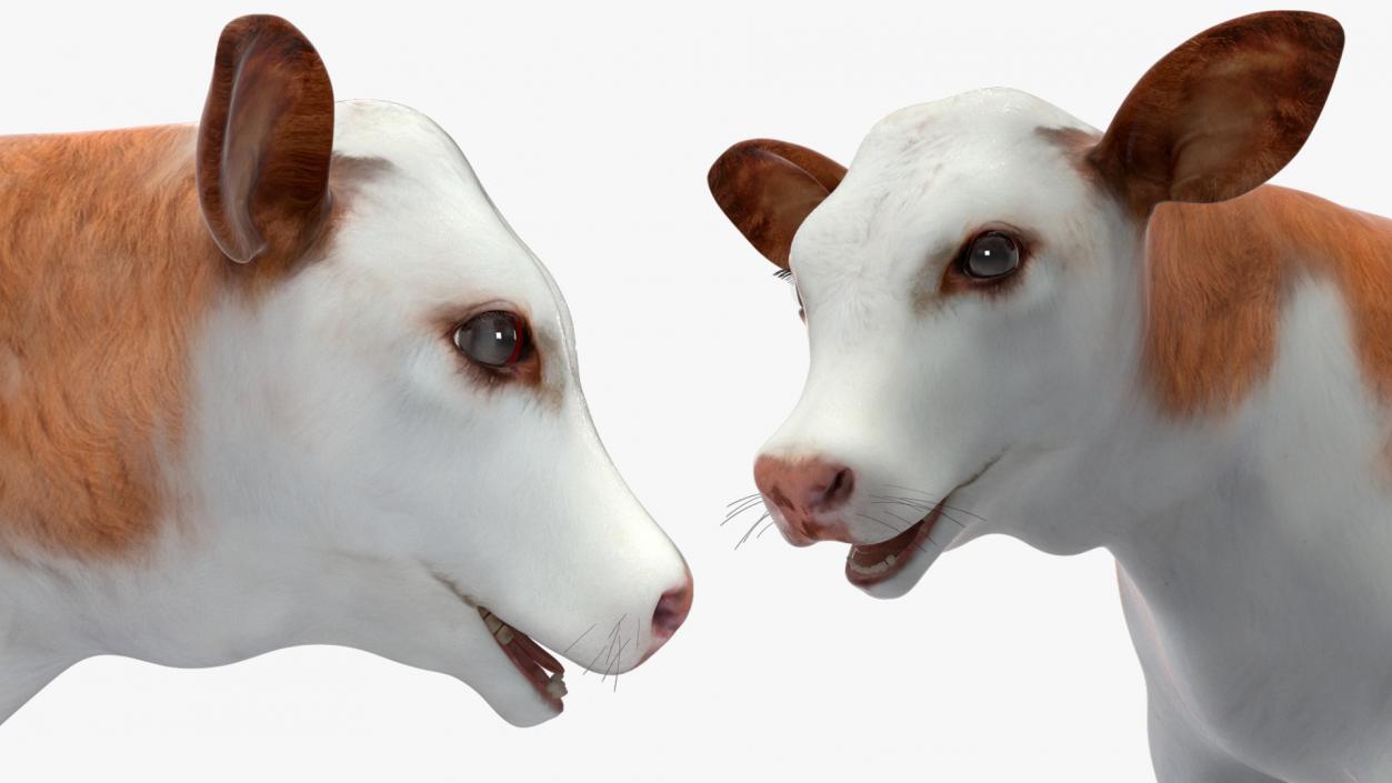 3D model Cow Calf