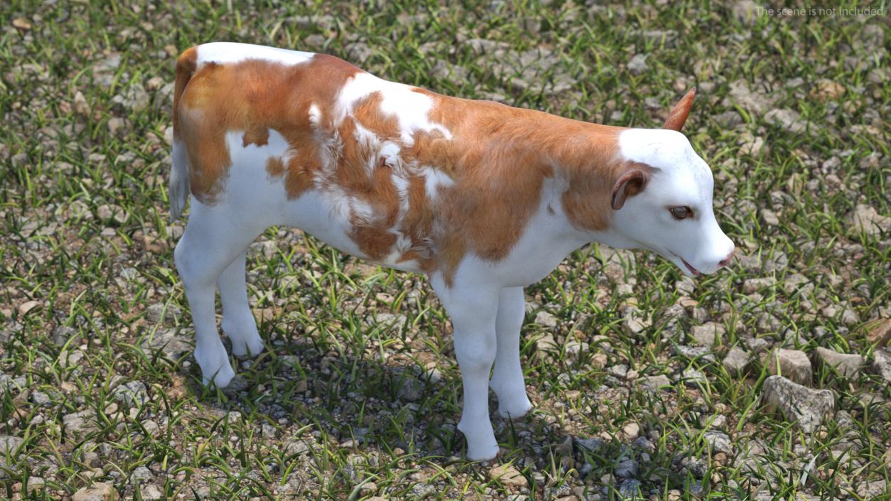 3D model Cow Calf