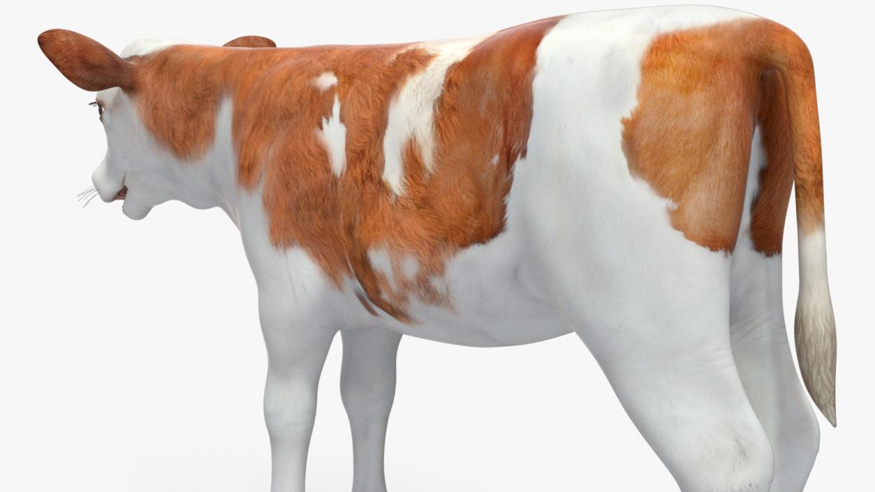 3D model Cow Calf