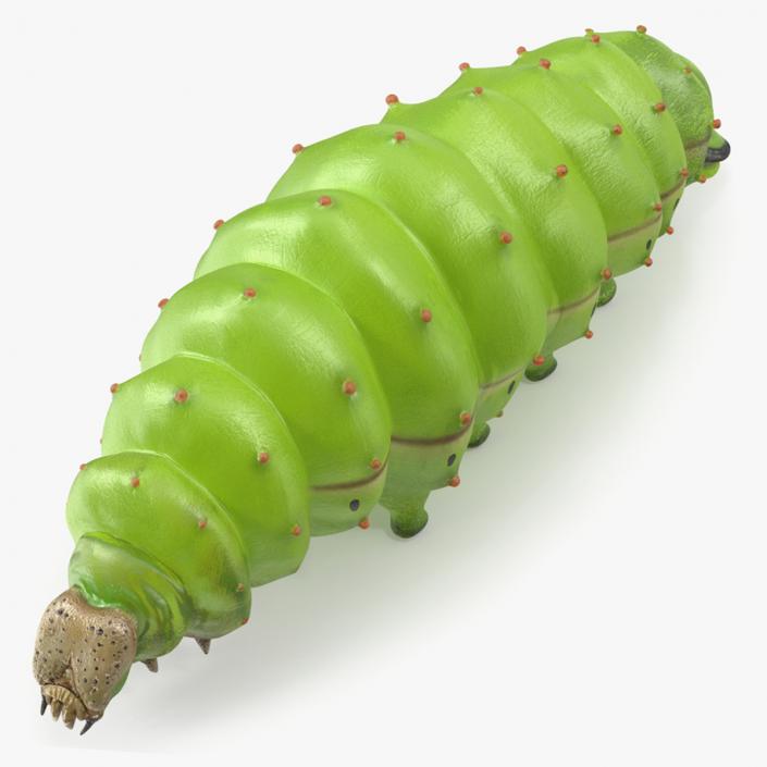 3D model Silkworm Green Rigged for Modo