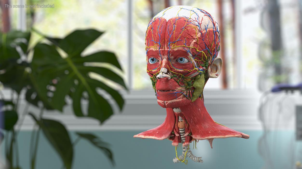 Young Man Anatomy Head 3D