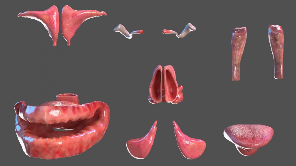 Young Man Anatomy Head 3D