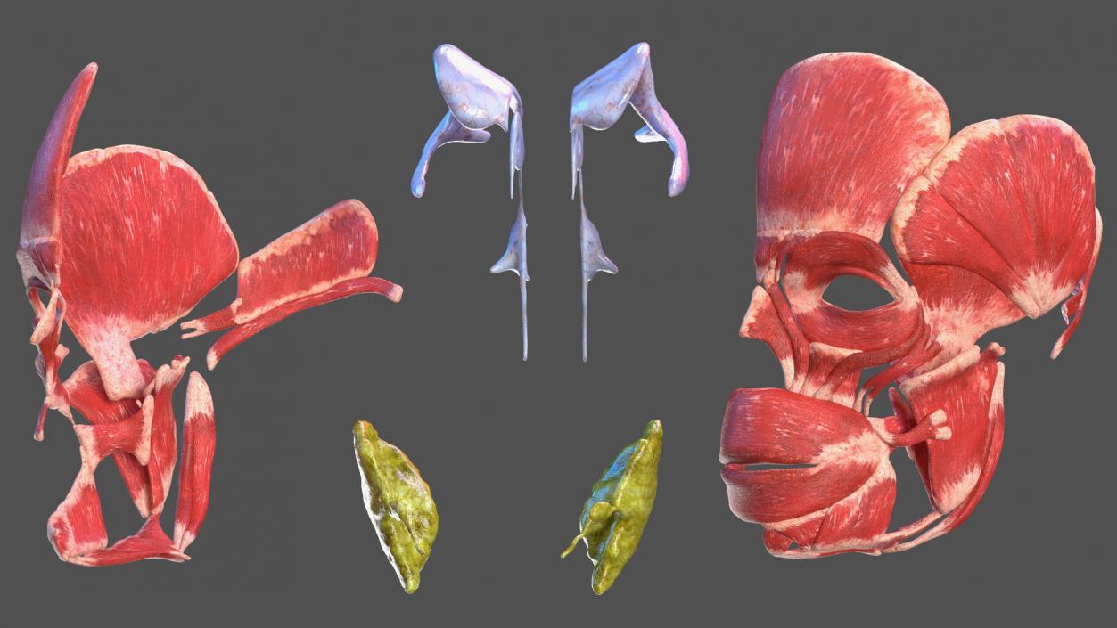 Young Man Anatomy Head 3D