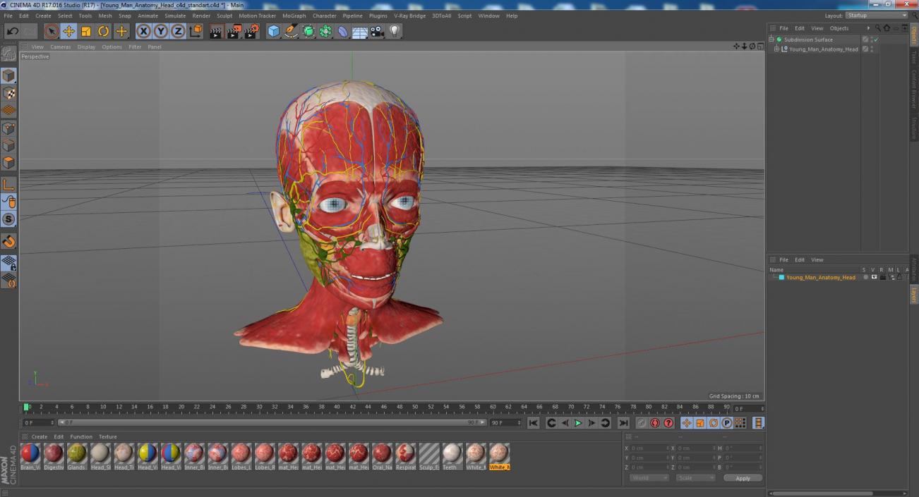 Young Man Anatomy Head 3D