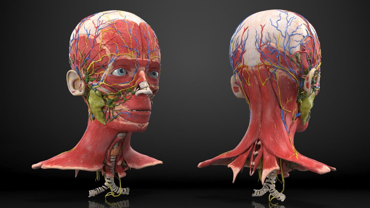 Young Man Anatomy Head 3D