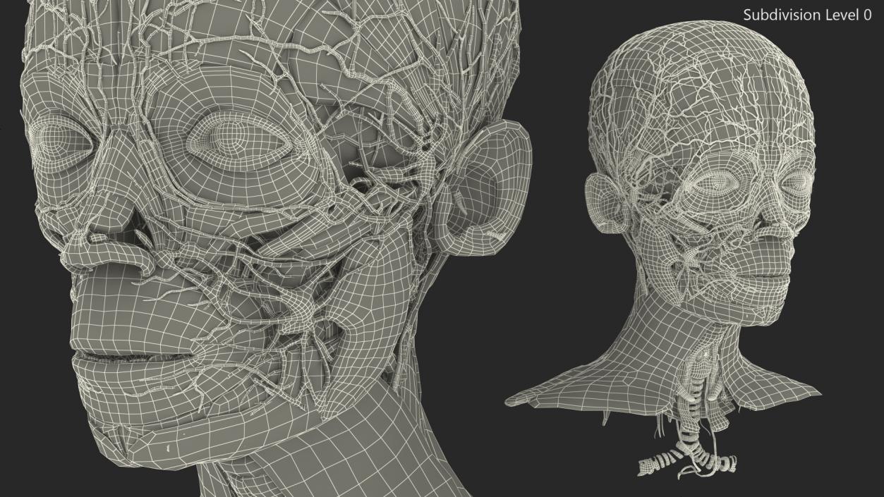 Young Man Anatomy Head 3D