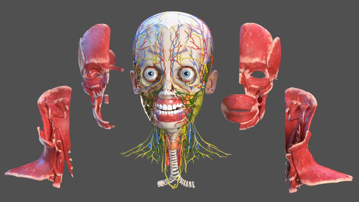 Young Man Anatomy Head 3D