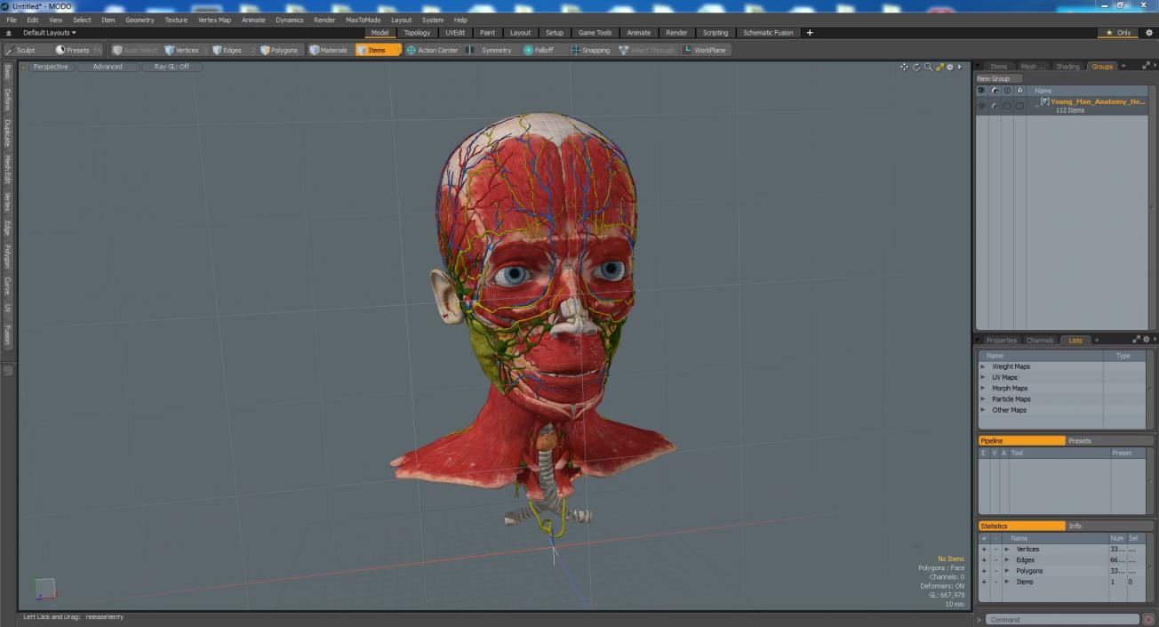 Young Man Anatomy Head 3D