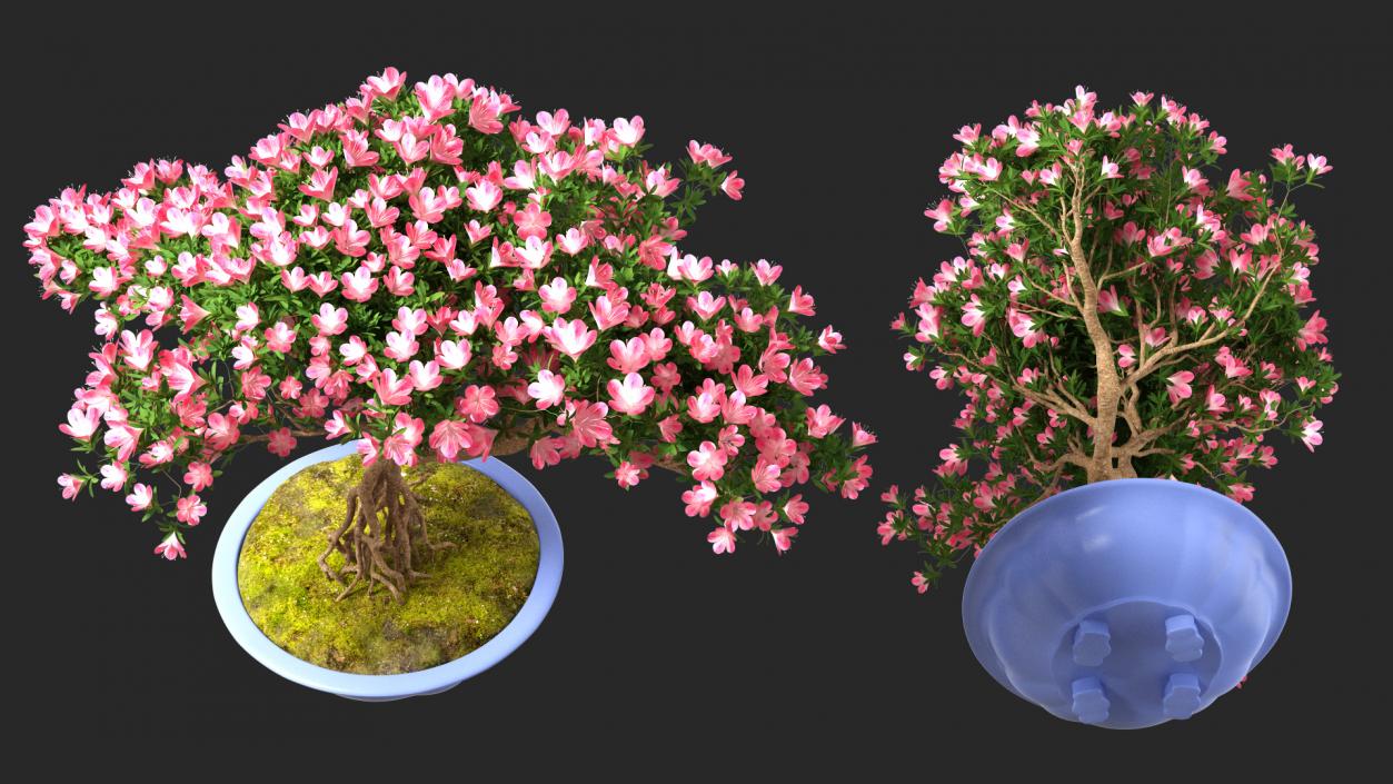 Miniature Green Bonsai Tree with Flowers in Pot 3D