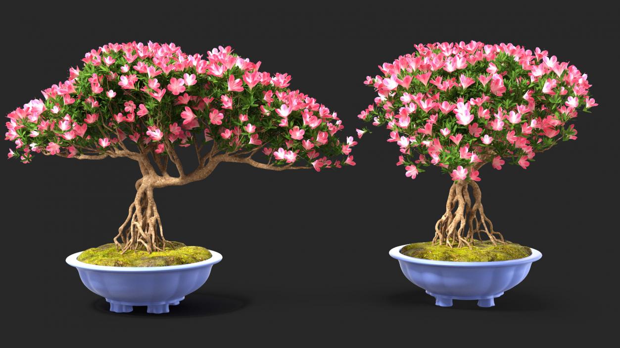 Miniature Green Bonsai Tree with Flowers in Pot 3D