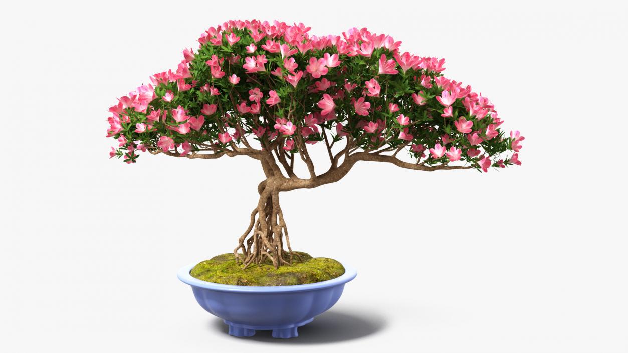 Miniature Green Bonsai Tree with Flowers in Pot 3D