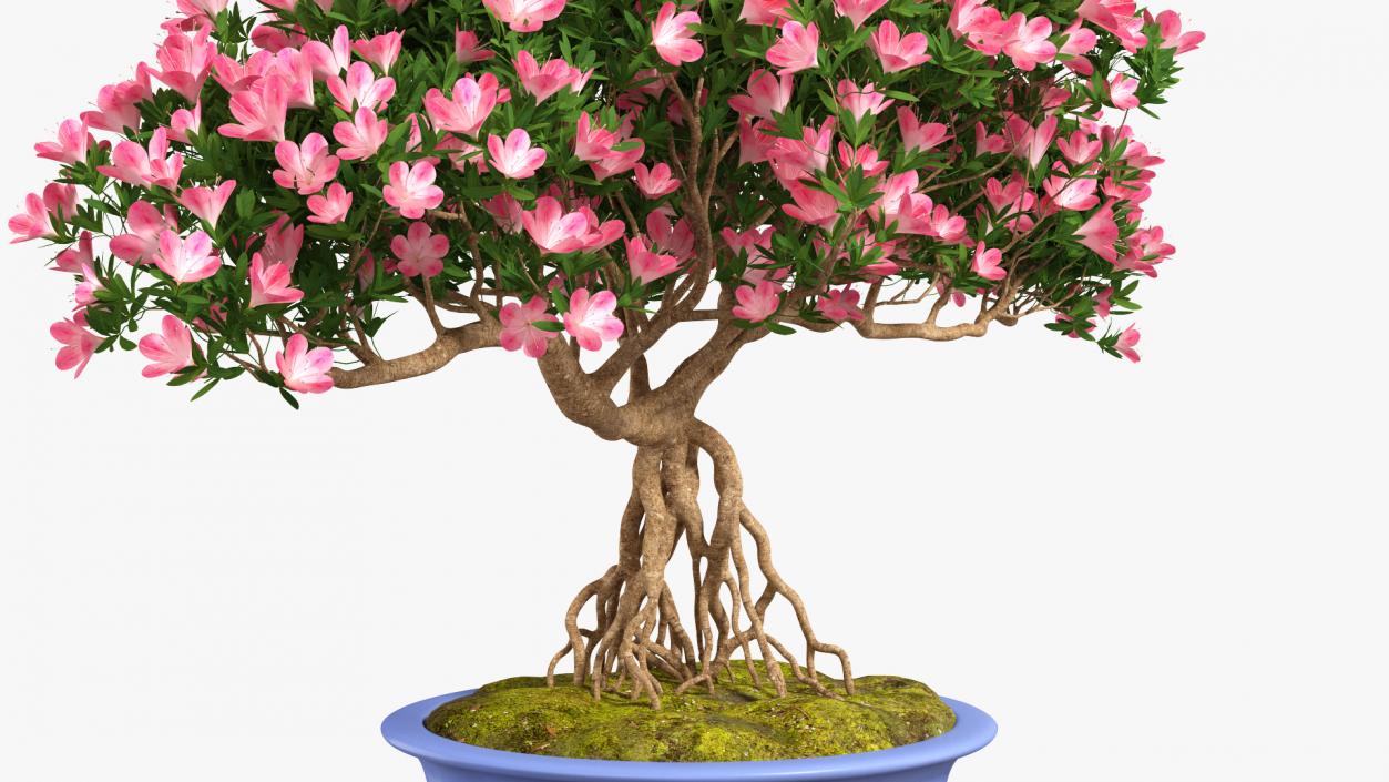 Miniature Green Bonsai Tree with Flowers in Pot 3D