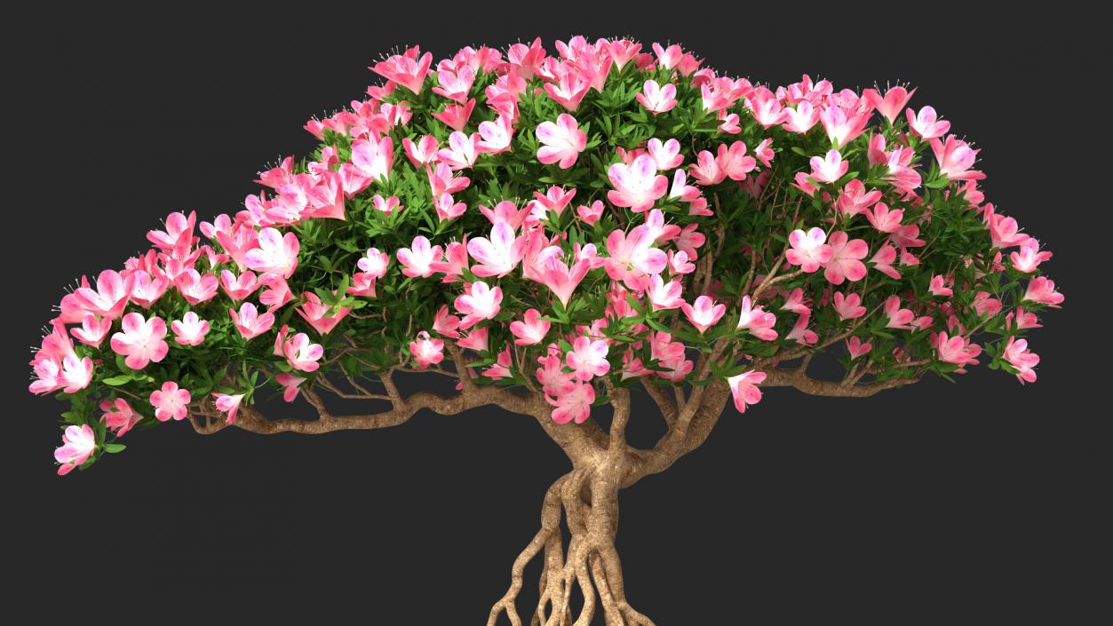 Miniature Green Bonsai Tree with Flowers in Pot 3D