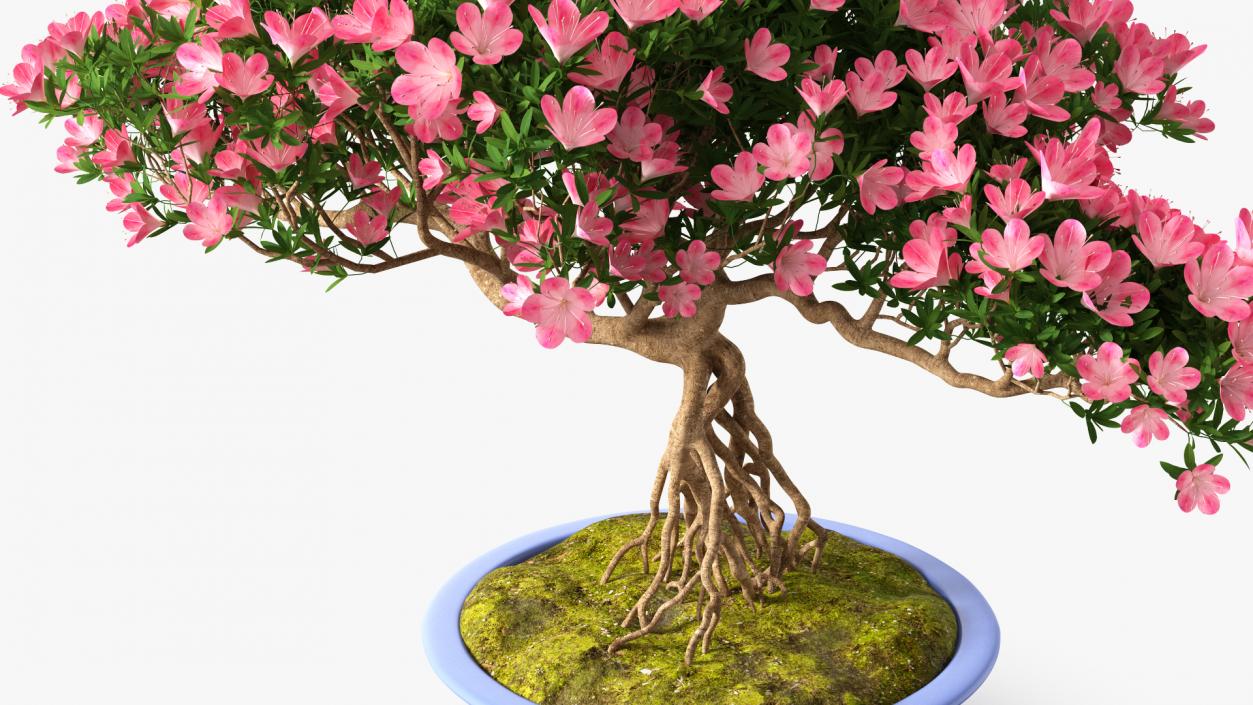 Miniature Green Bonsai Tree with Flowers in Pot 3D