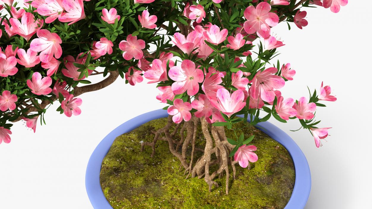 Miniature Green Bonsai Tree with Flowers in Pot 3D