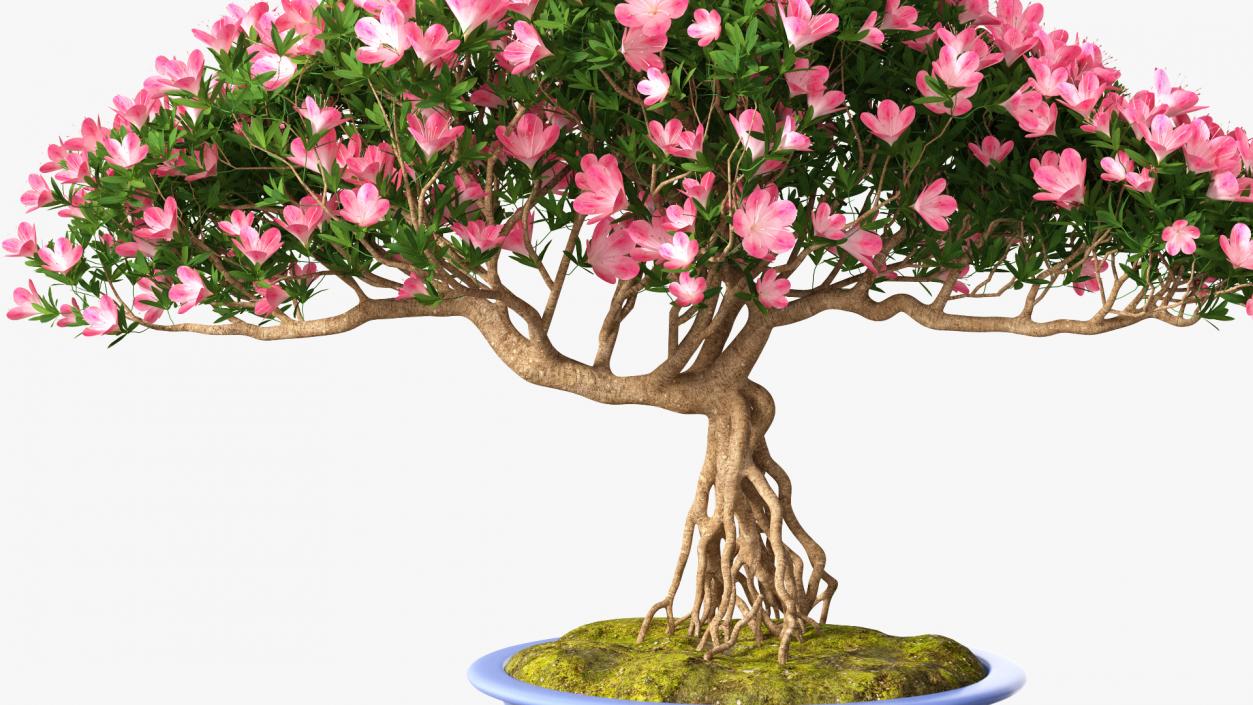 Miniature Green Bonsai Tree with Flowers in Pot 3D