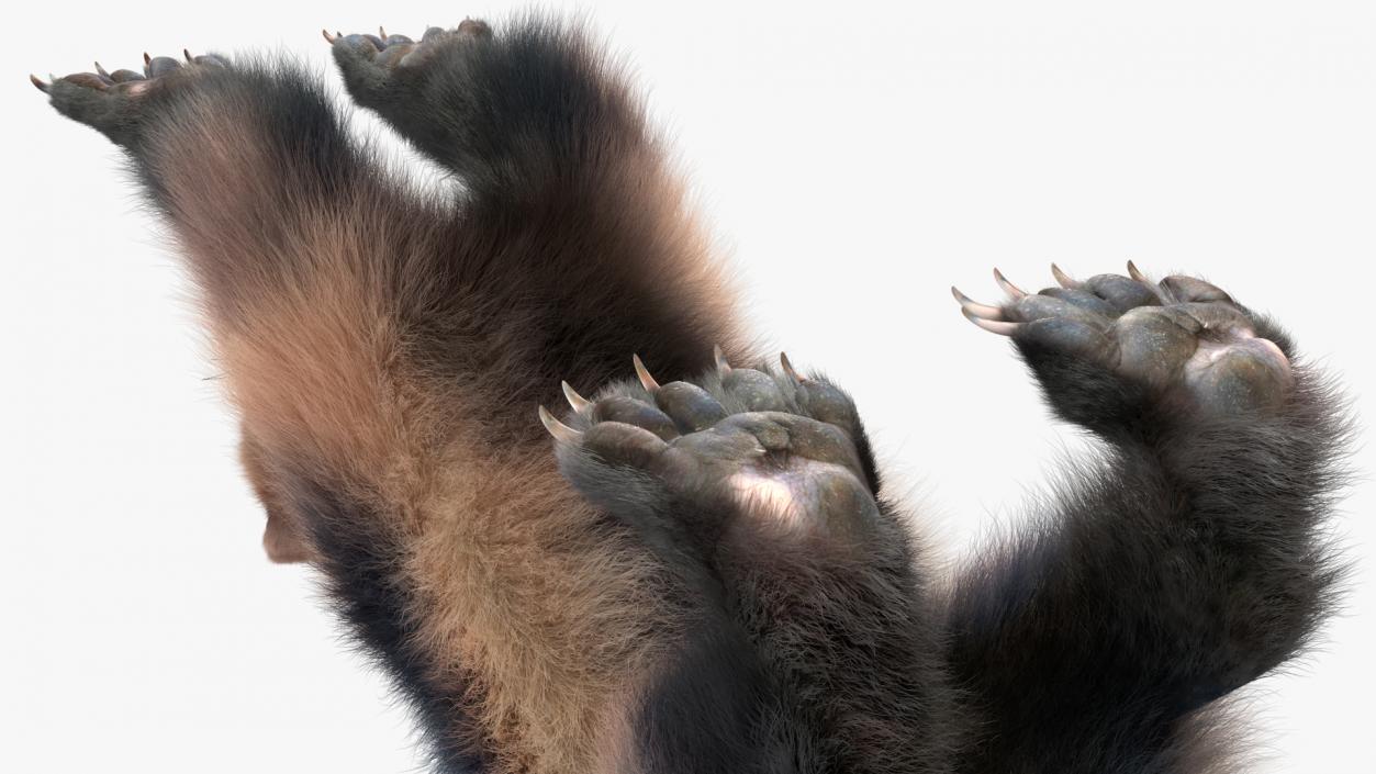 Wolverine Prepares Attack Pose Fur 3D model