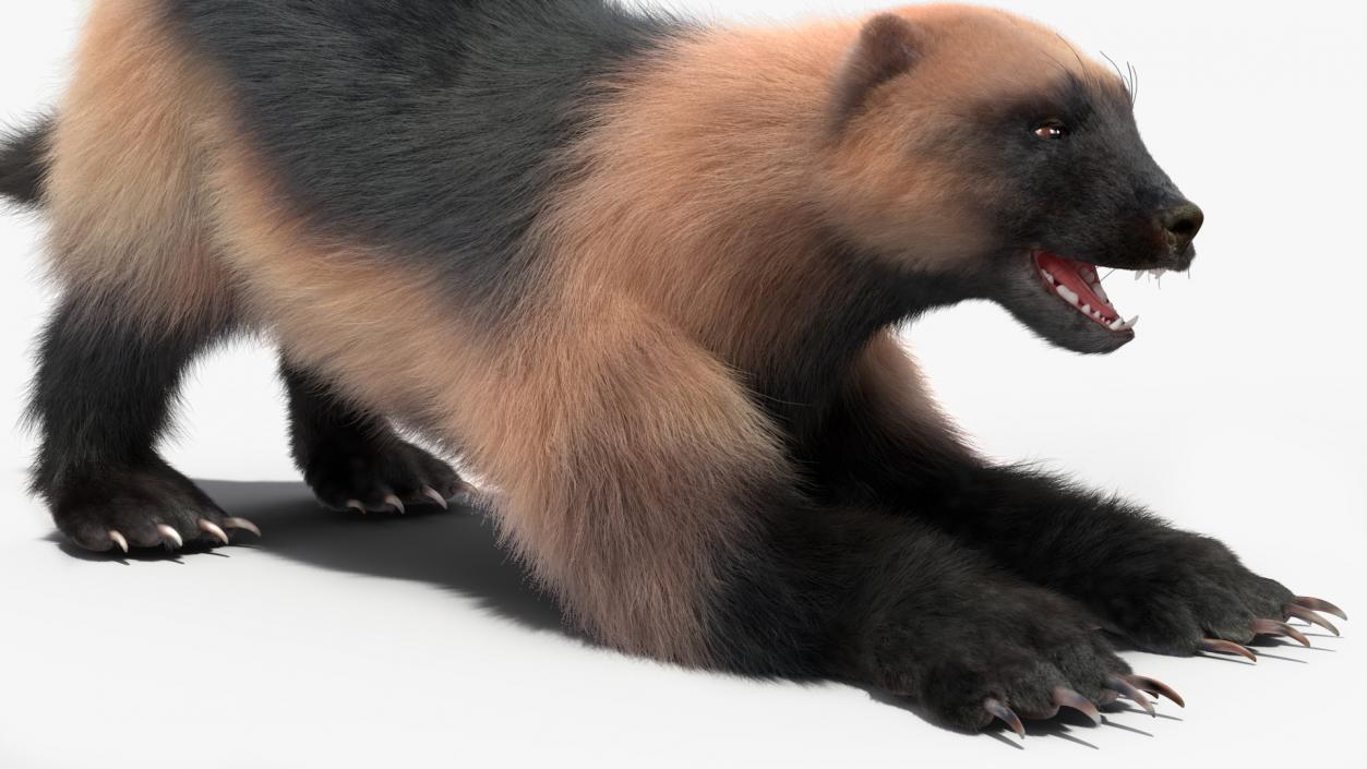 Wolverine Prepares Attack Pose Fur 3D model