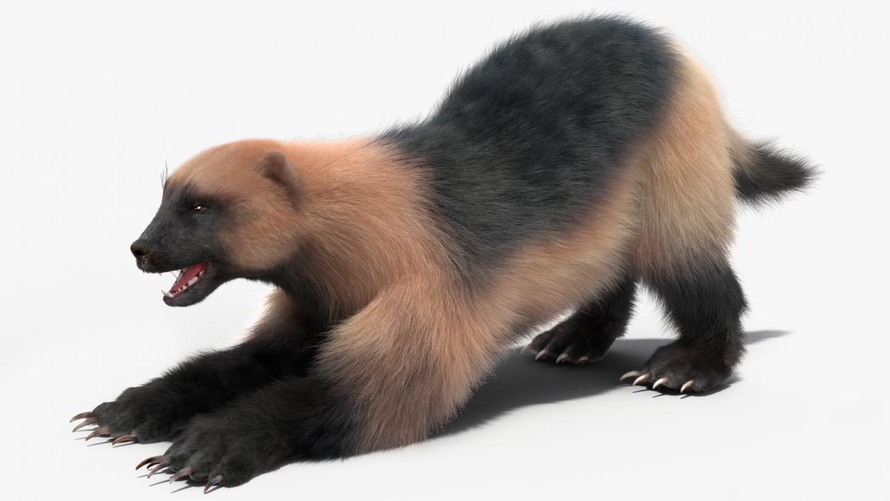 Wolverine Prepares Attack Pose Fur 3D model