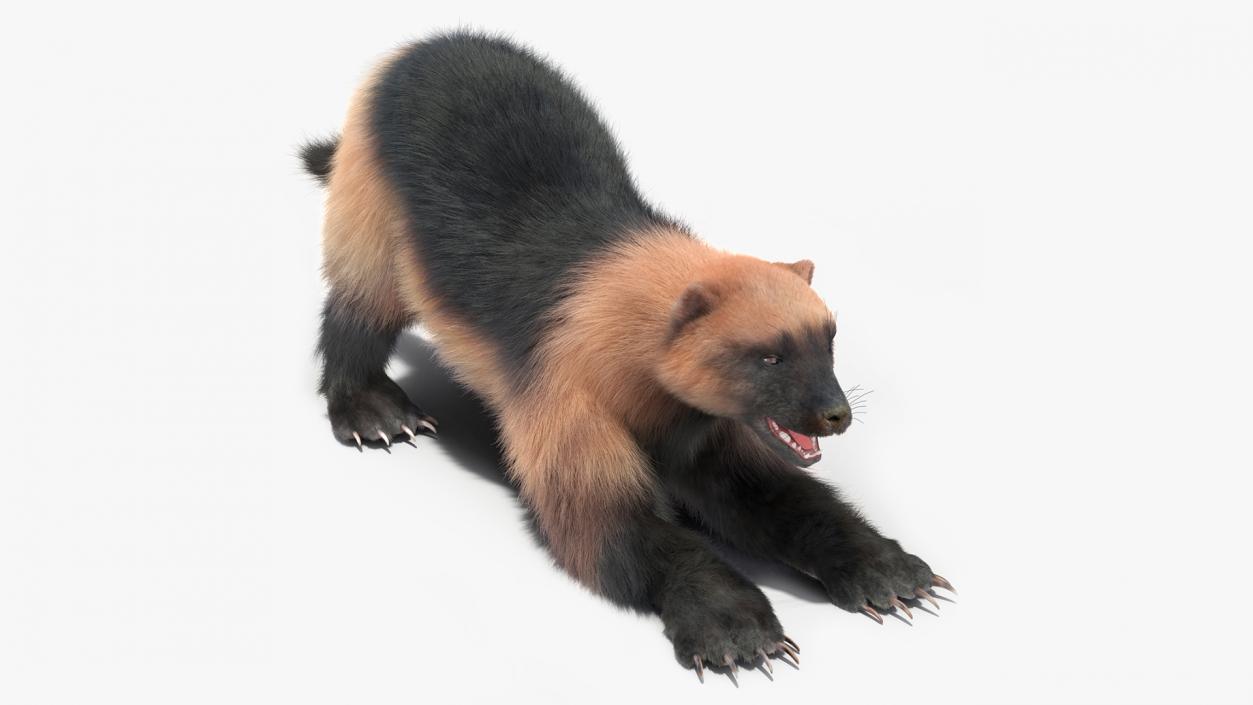 Wolverine Prepares Attack Pose Fur 3D model