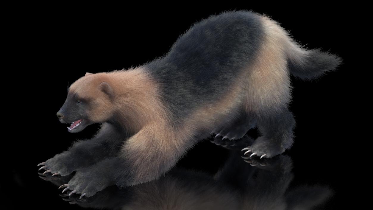 Wolverine Prepares Attack Pose Fur 3D model