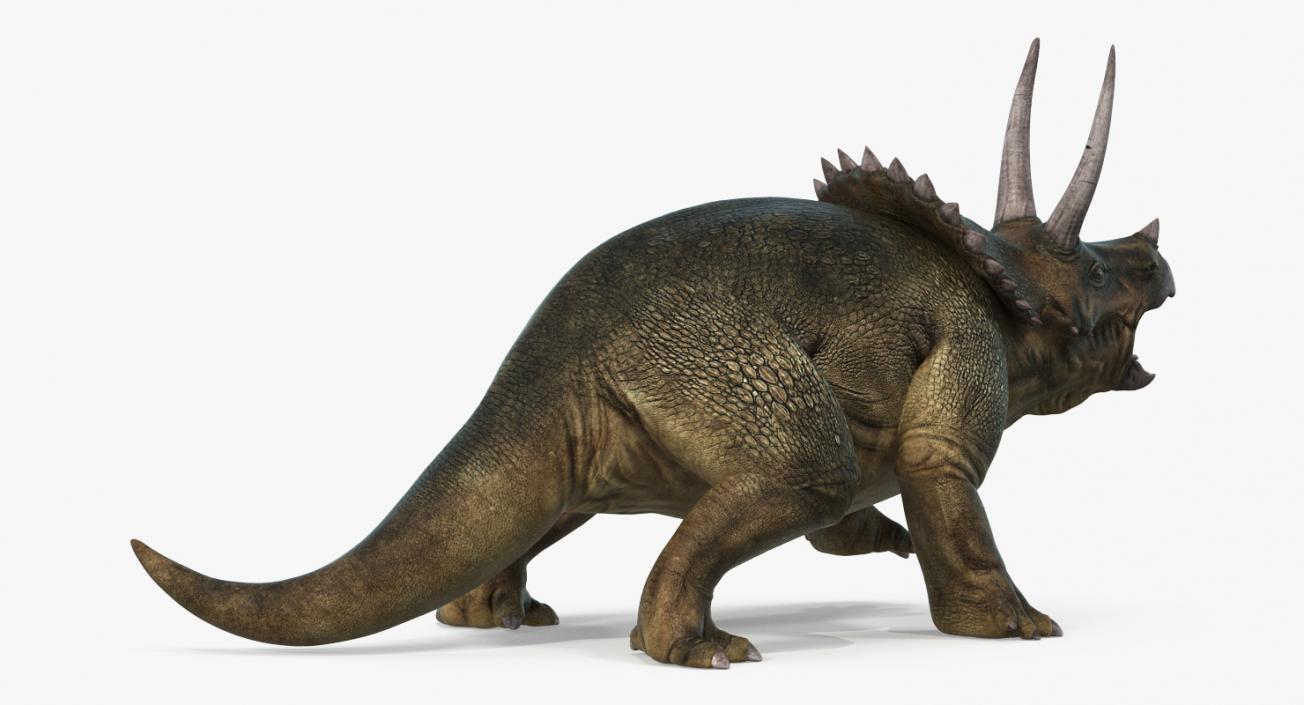 3D model Triceratops Fighting Pose