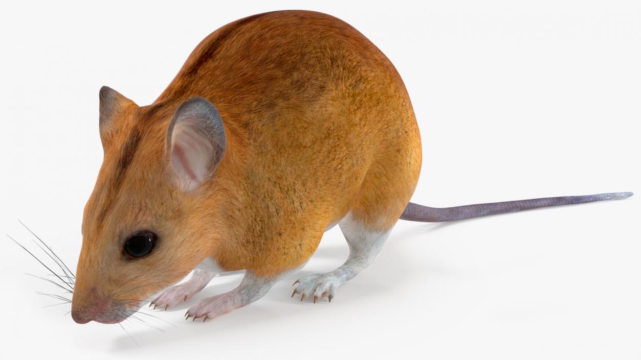 3D model False Mouse Sniffing Pose