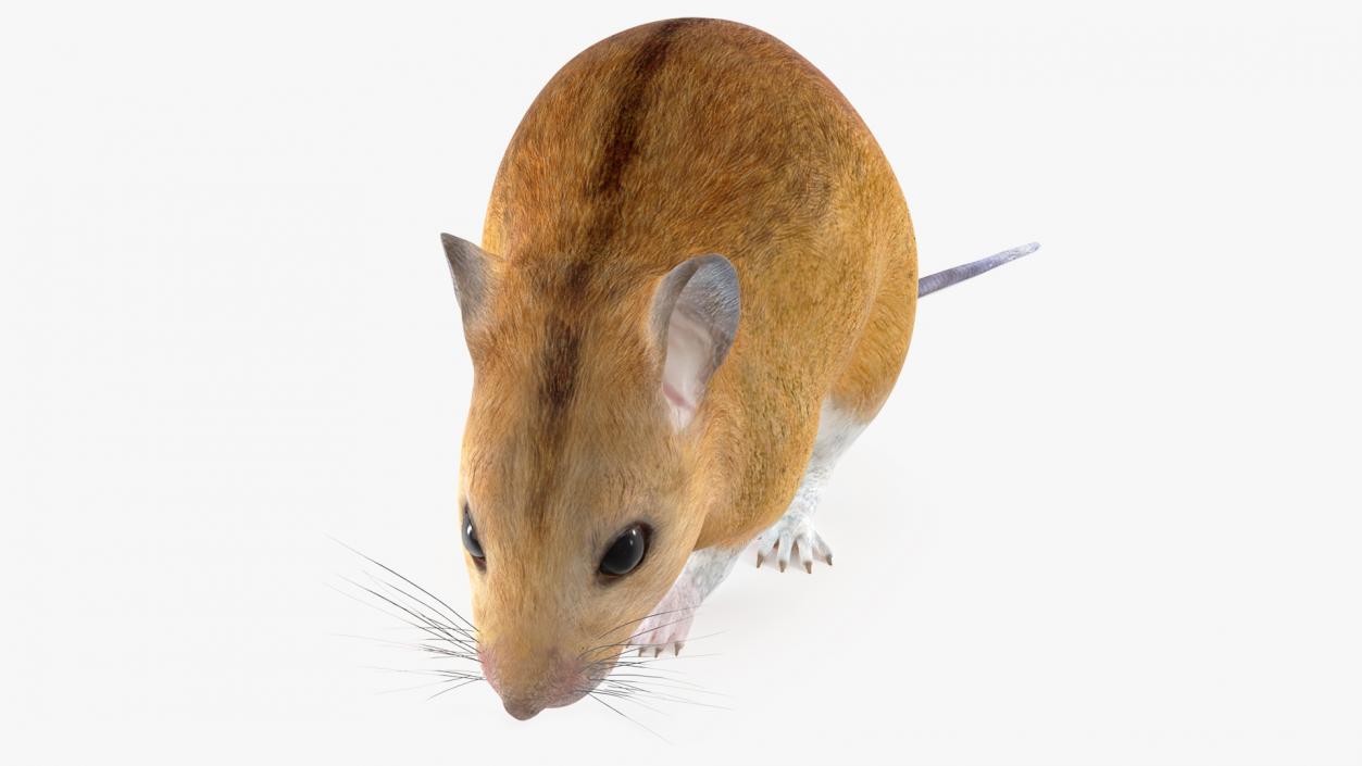 3D model False Mouse Sniffing Pose