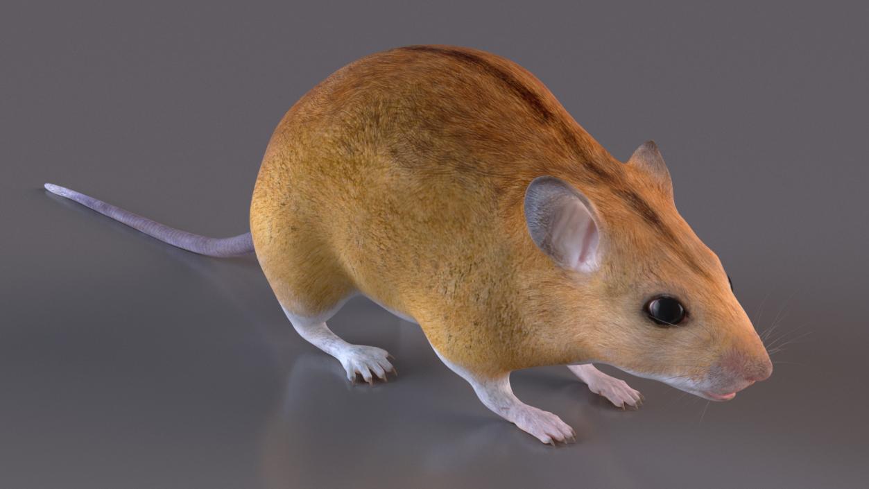 3D model False Mouse Sniffing Pose