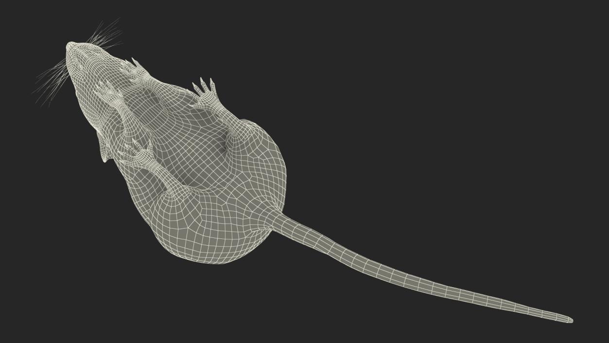 3D model False Mouse Sniffing Pose